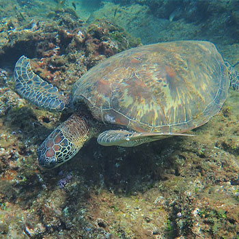 小琉球海龜與島嶼解說